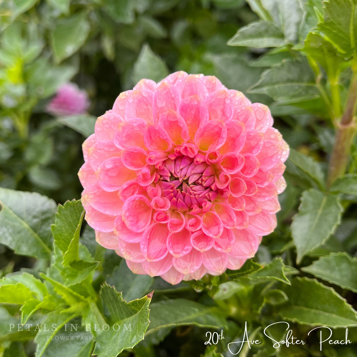 20th Ave Softer Peach Dahlia Tuber – Petals In Bloom Flower Farm