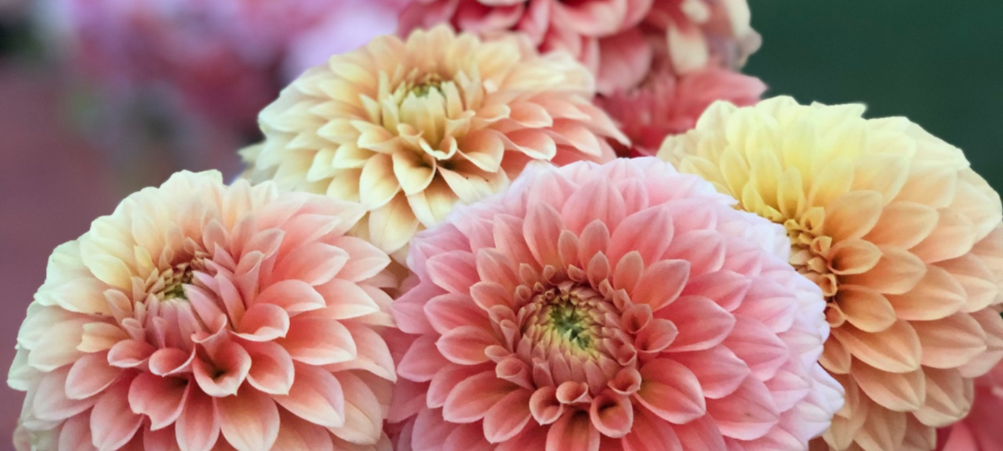 Petals In Bloom Flower Farm