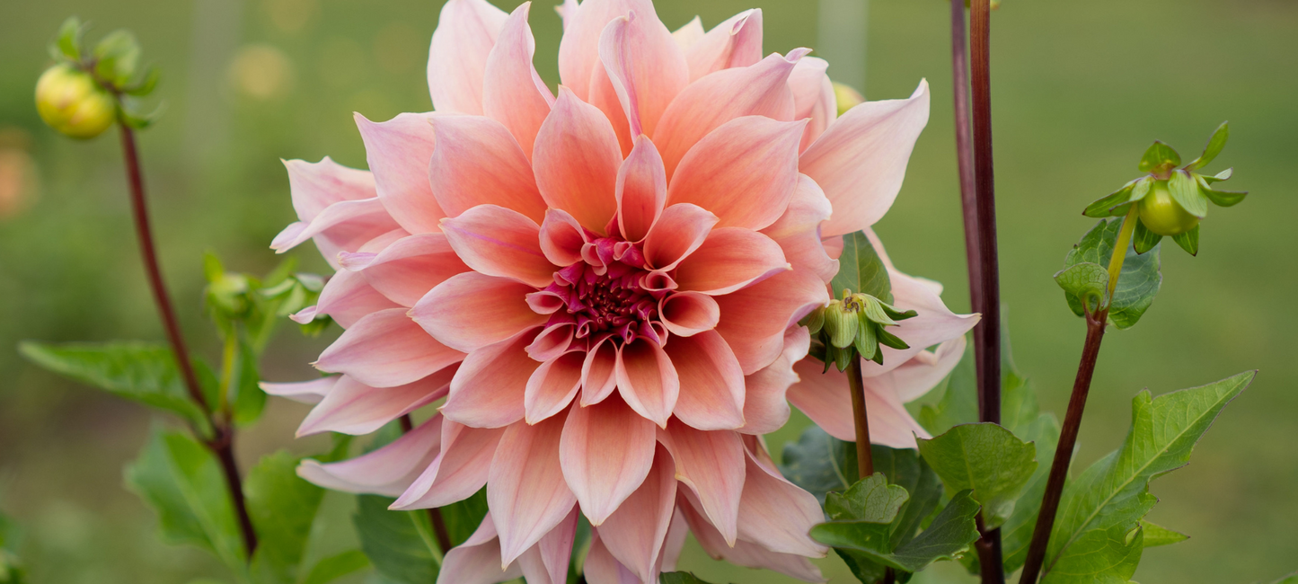 Petals In Bloom Flower Farm