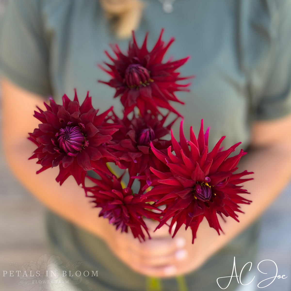 AC Joe Dahlia Tuber – Petals In Bloom Flower Farm