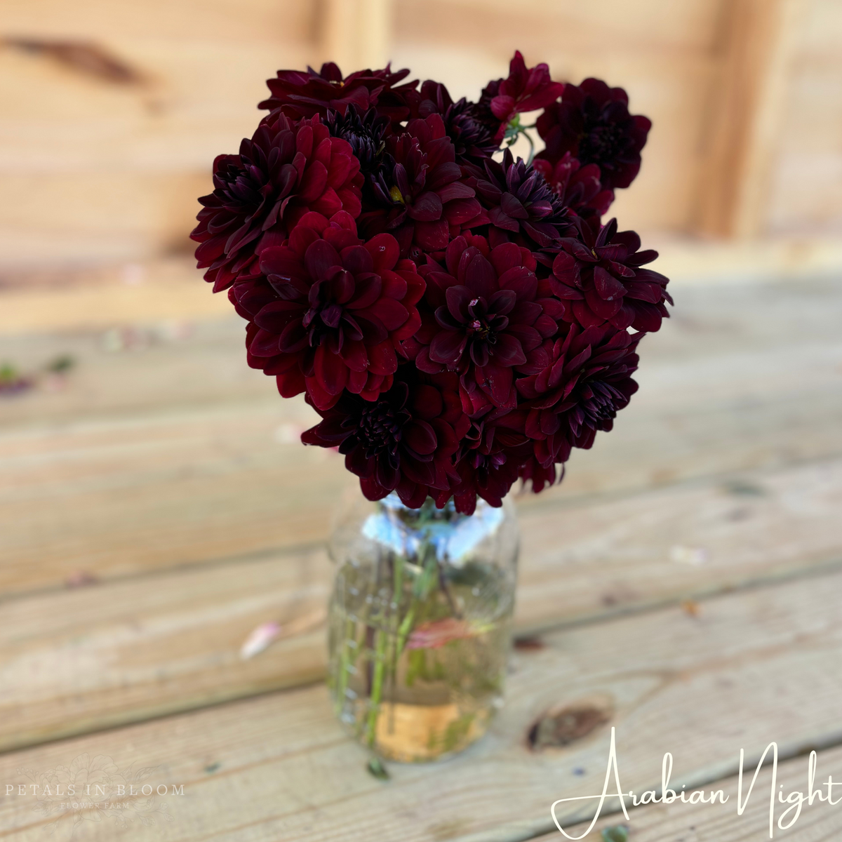 dahlia arabian night seeds Arabian Night Dahlia Tuber – Petals In Bloom Flower Farm