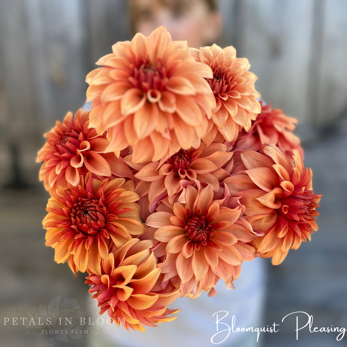 Bloomquist Pleasing Dahlia Tuber Petals In Bloom Flower Farm