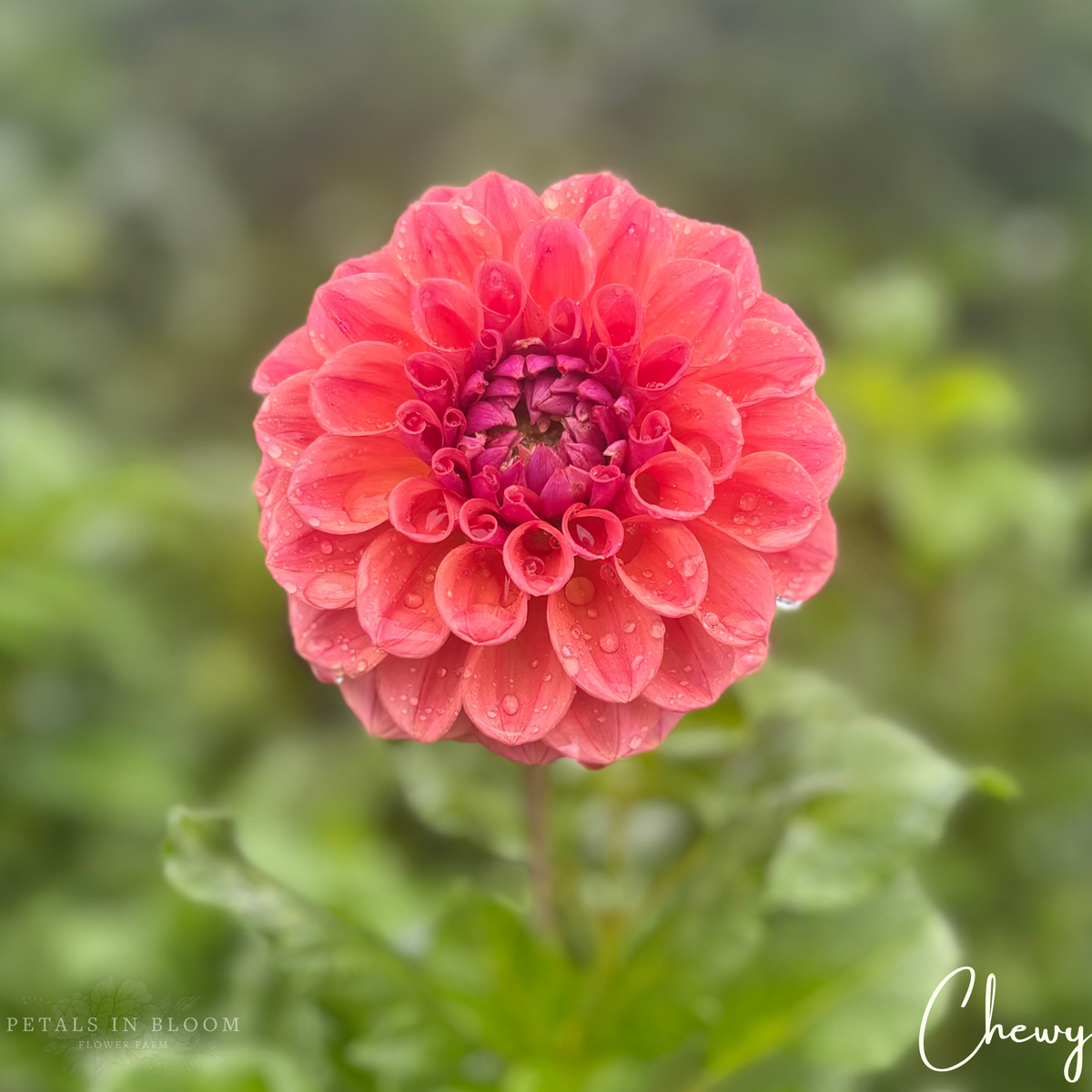 Chewy Dahlia Tubers Petals In Bloom Flower Farm chewy-dahlia-tubers-petals-in-bloom-flower-farm