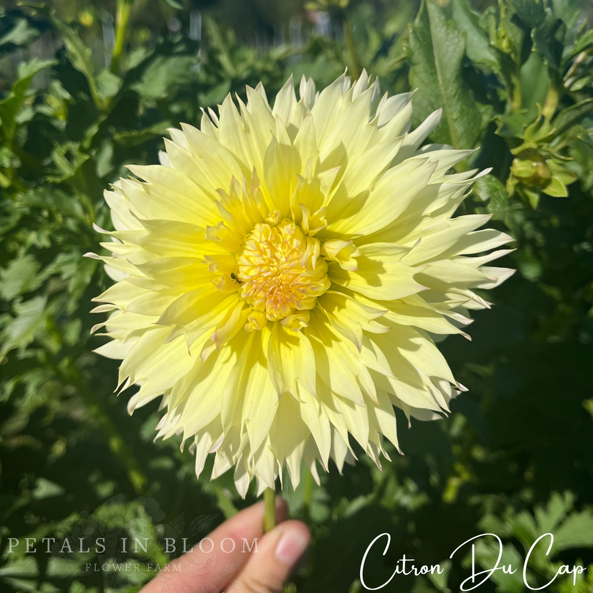 Citron du Cap Dahlia Tubers – Petals In Bloom Flower Farm
