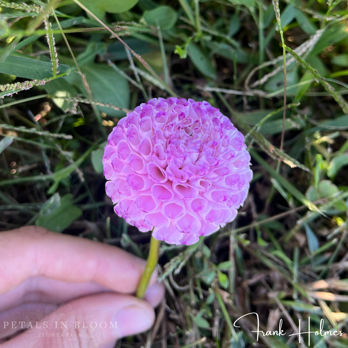 Frank Holmes Dahlia Tubers – Petals In Bloom Flower Farm