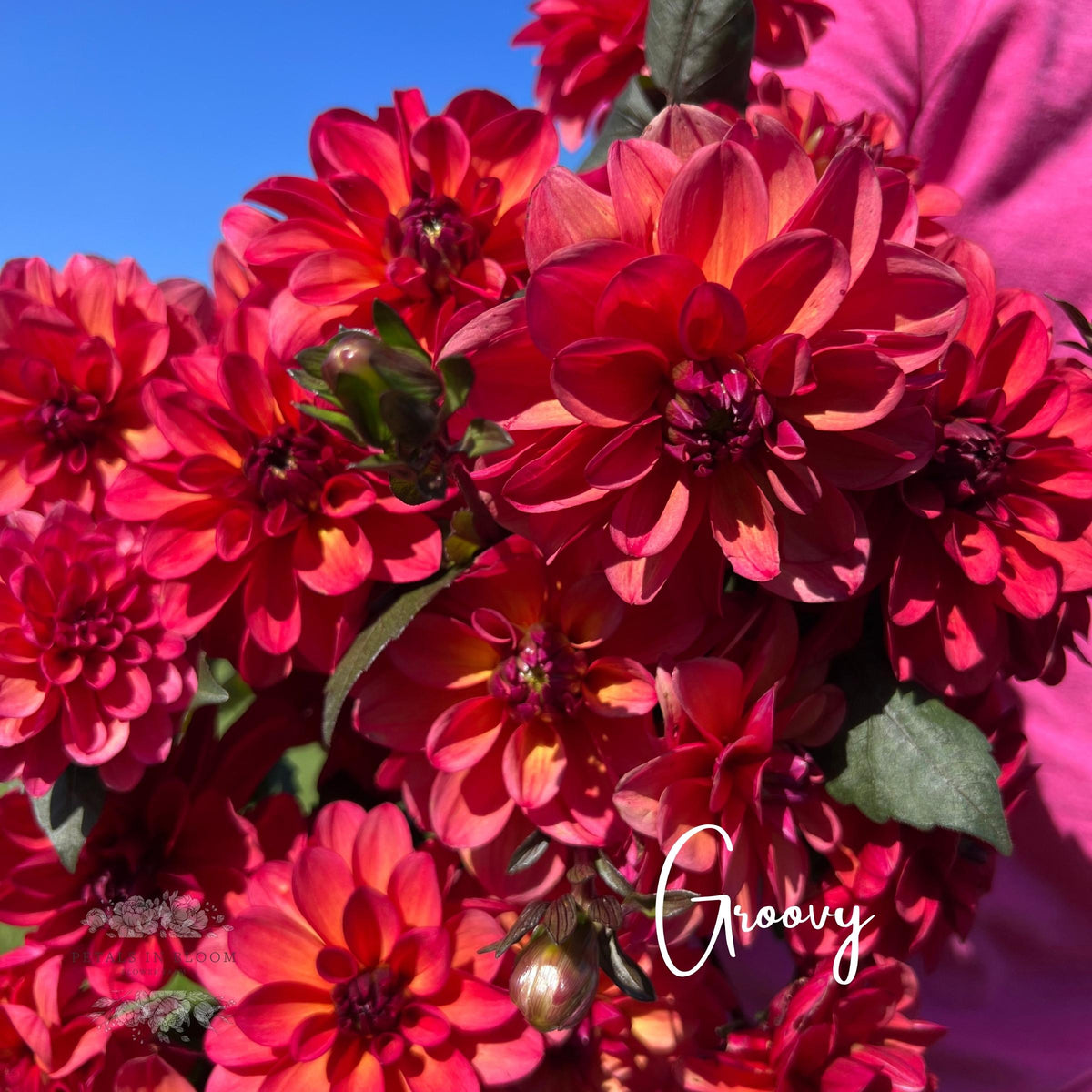 Groovy Dahlia Tubers Petals In Bloom Flower Farm