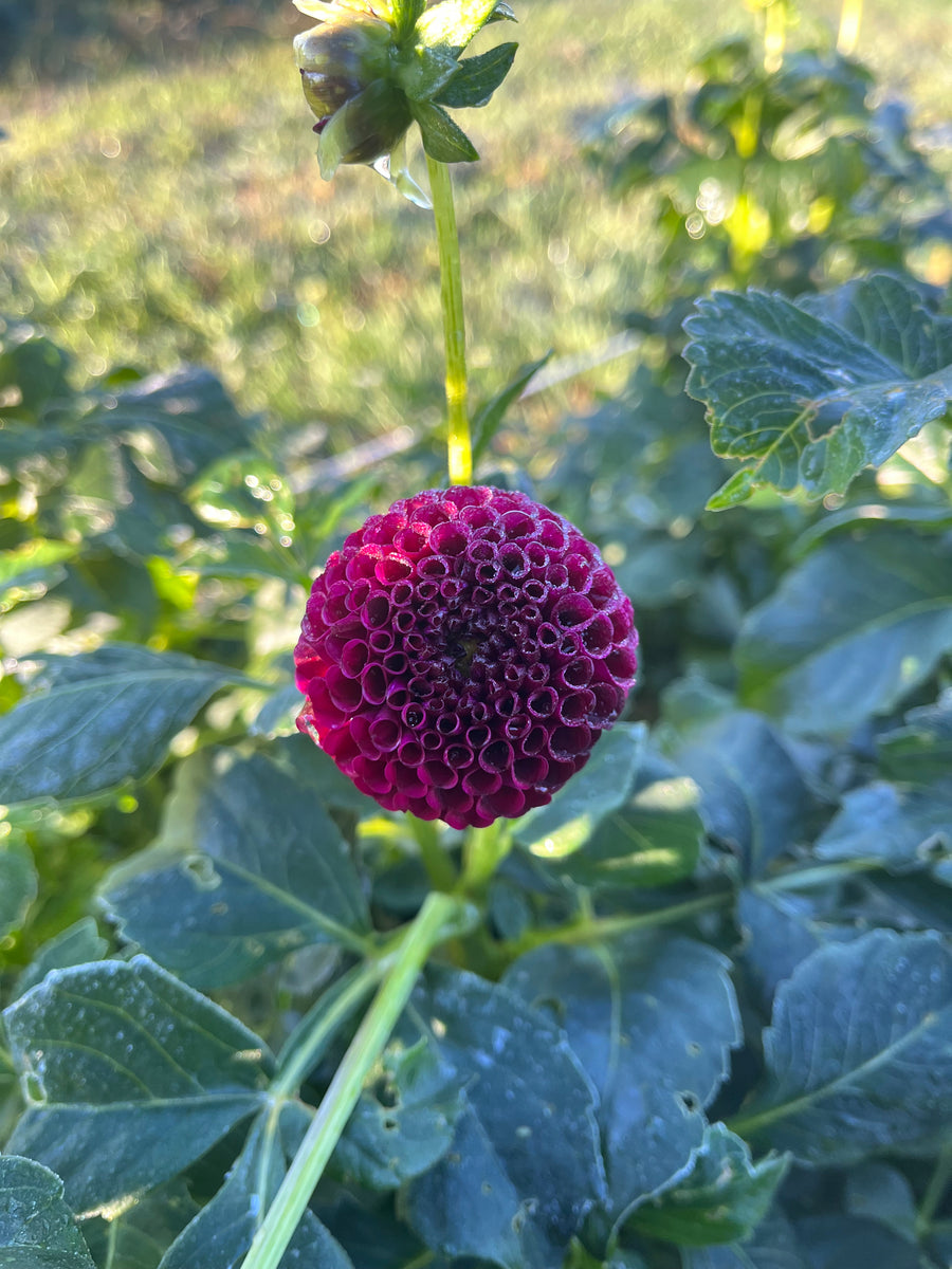 Glenplace Dahlia Tubers – Petals In Bloom Flower Farm