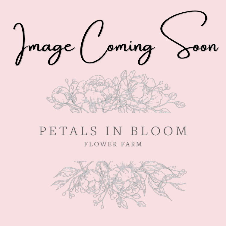 Bloomquist Compare Petals In Bloom Flower Farm