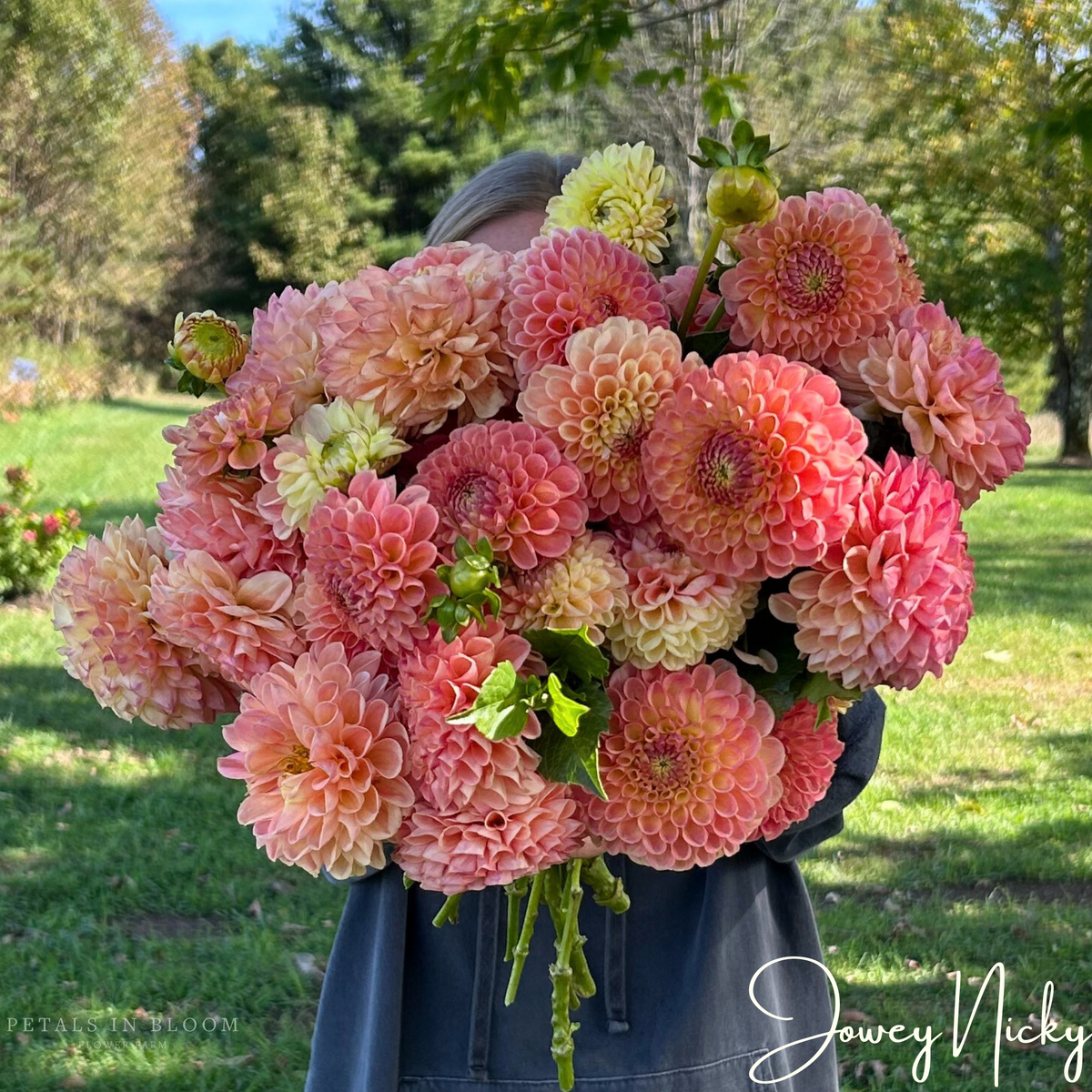 Jowey Nicky Dahlia Tuber – Petals In Bloom Flower Farm