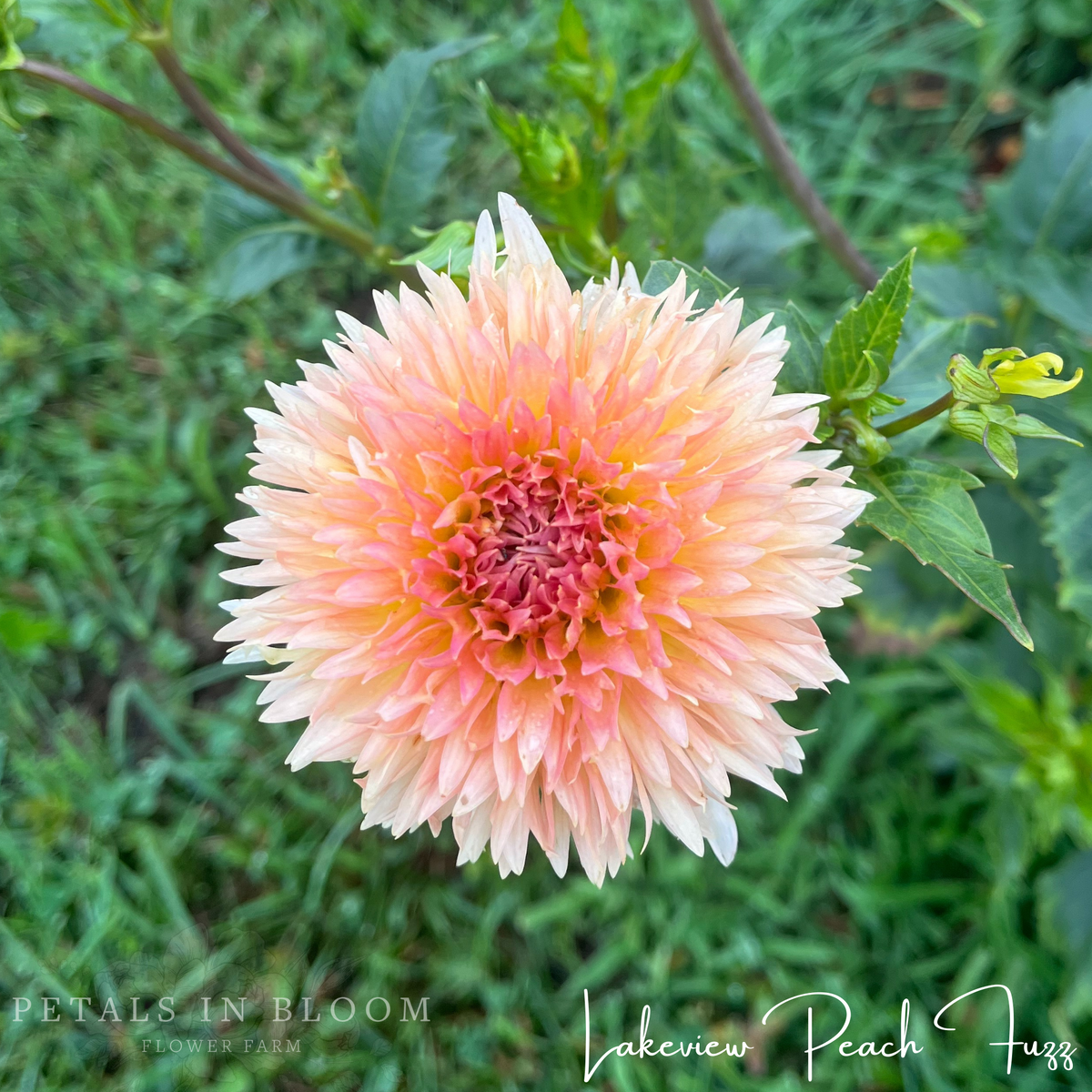 Lakeview Peach Fuzz Dahlia Tuber – Petals In Bloom Flower Farm