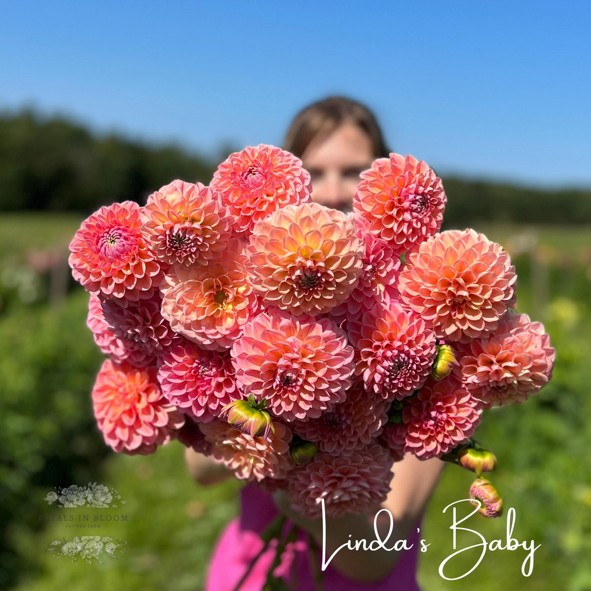 Linda's Baby Dahlia Tubers Petals In Bloom Flower Farm