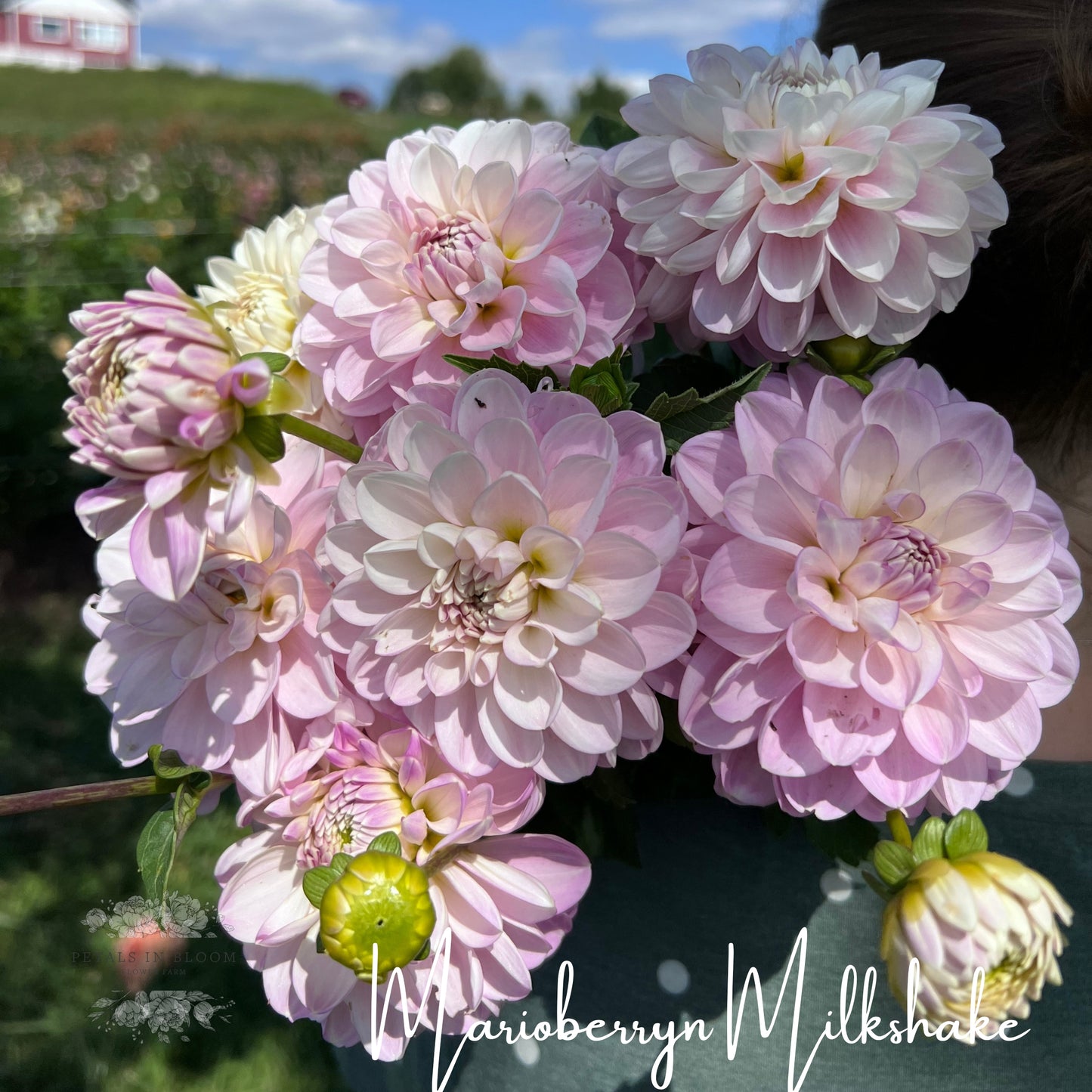 Petals In Bloom Flower Farm