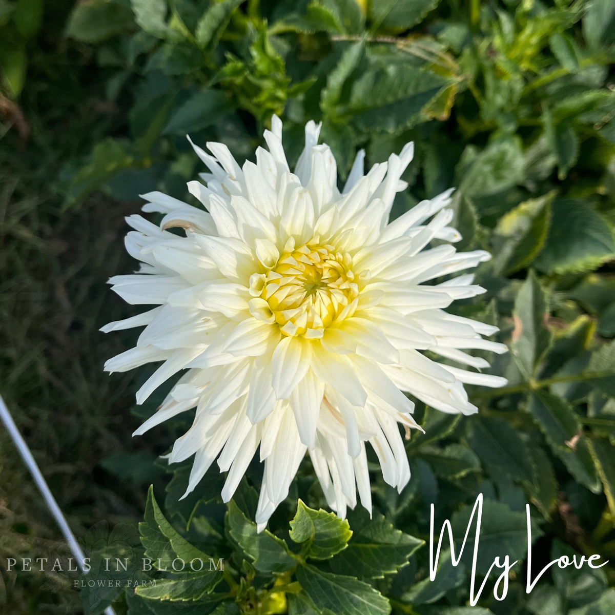 My Love Is Flower / Direct Drive 7インチ My Love Dahlia Tubers – Petals In Bloom Flower Farm