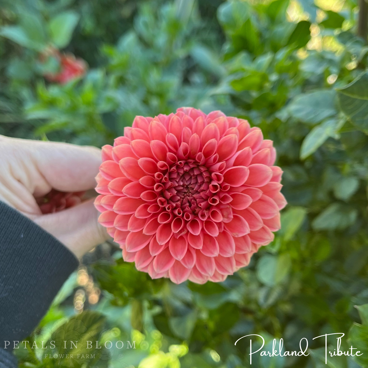 Parkland Tribute Dahlia Tuber – Petals In Bloom Flower Farm