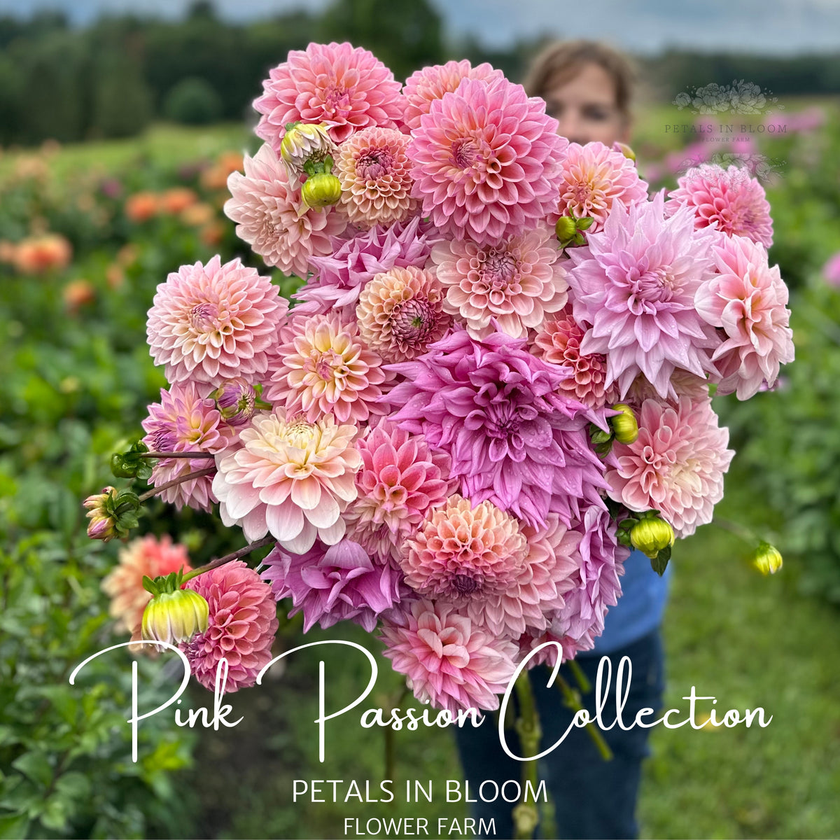 Pink Passion Dahlia Tuber Collection Petals In Bloom Flower Farm