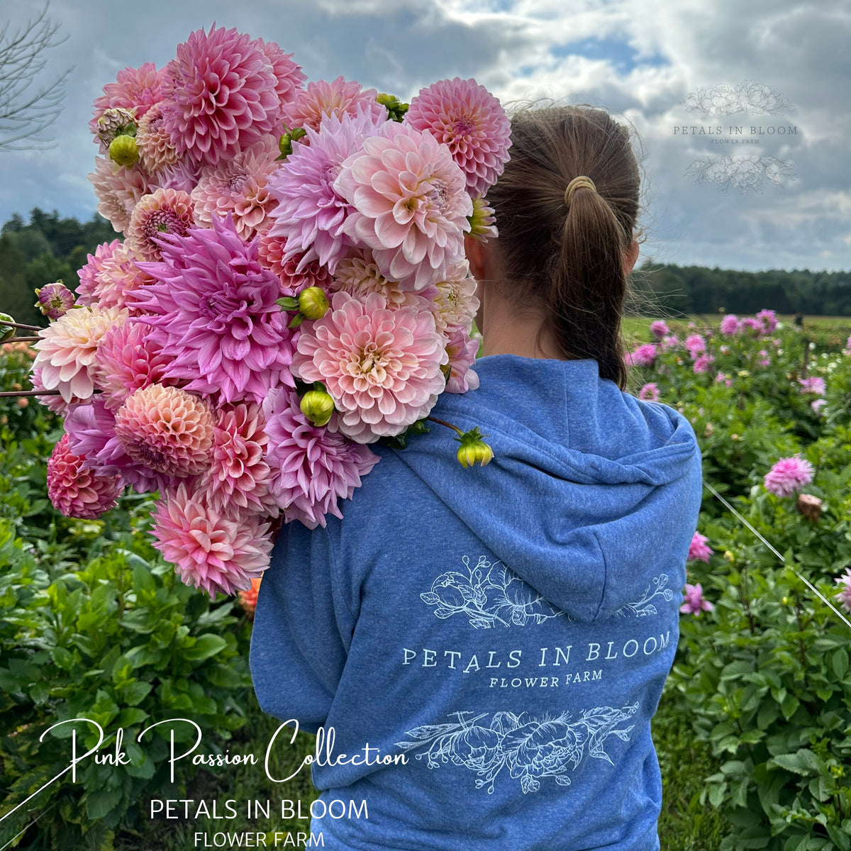Pink Passion Dahlia Tuber Collection Petals In Bloom Flower Farm