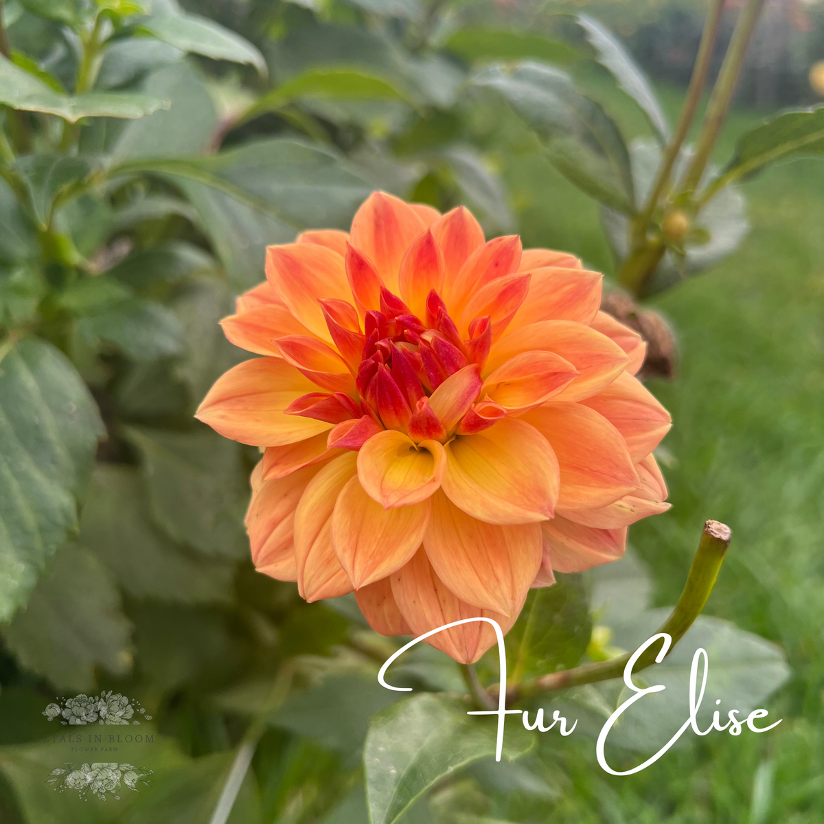 Fur Elise Dahlia Tuber – Petals In Bloom Flower Farm