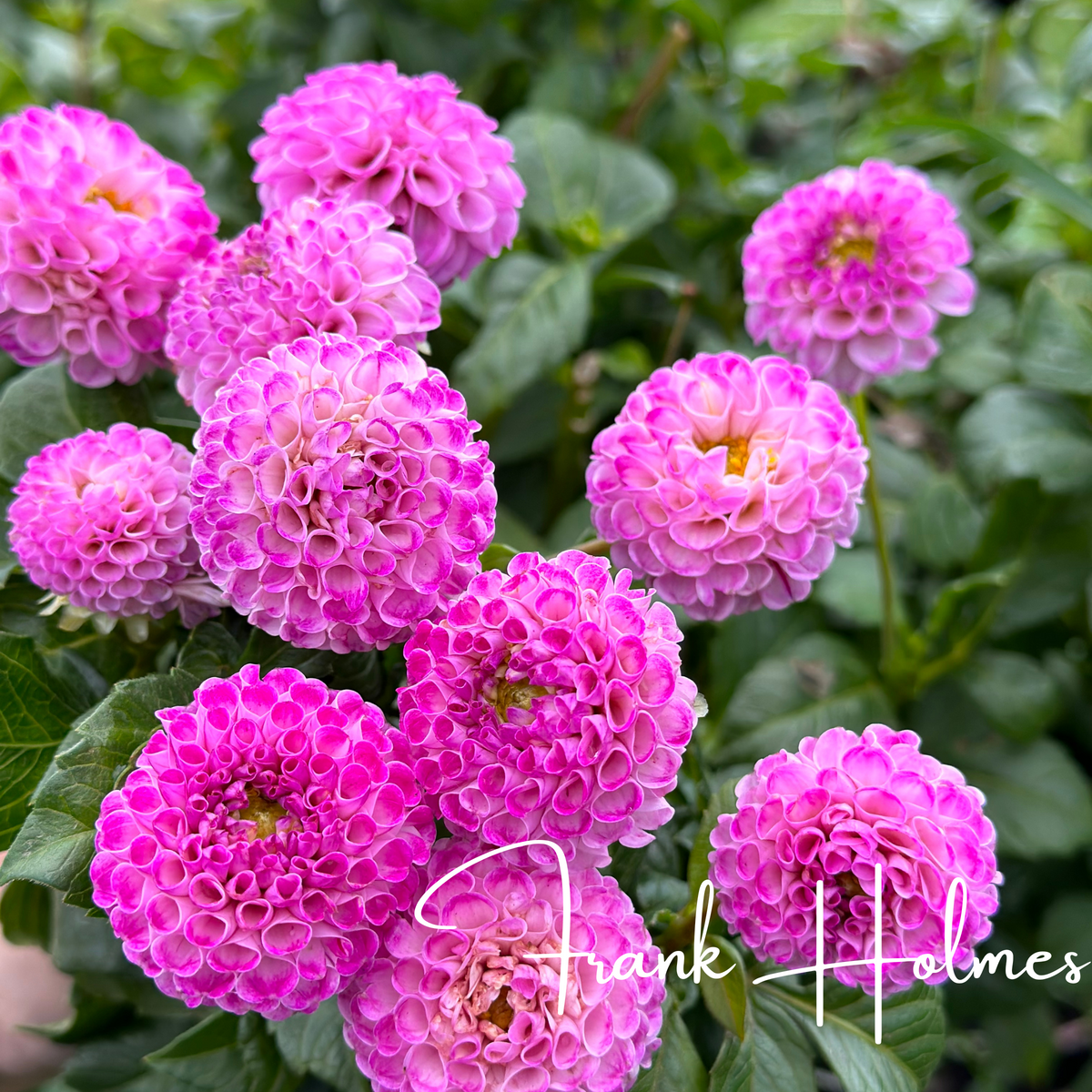 Frank Holmes Dahlia Tubers – Petals In Bloom Flower Farm