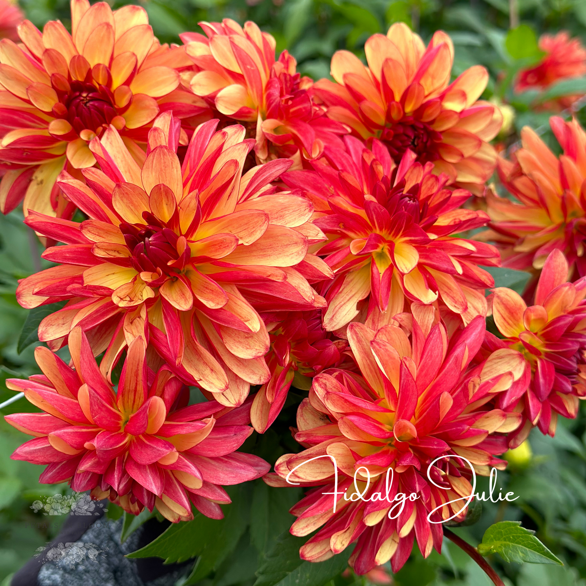Fidalgo Julie Dahlia Tubers – Petals In Bloom Flower Farm