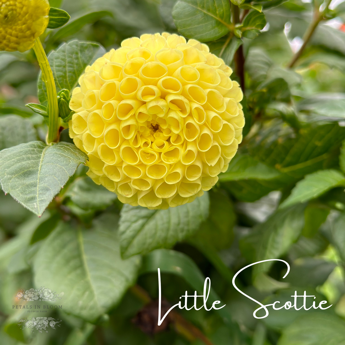 Little Scottie Dahlia Tubers – Petals In Bloom Flower Farm