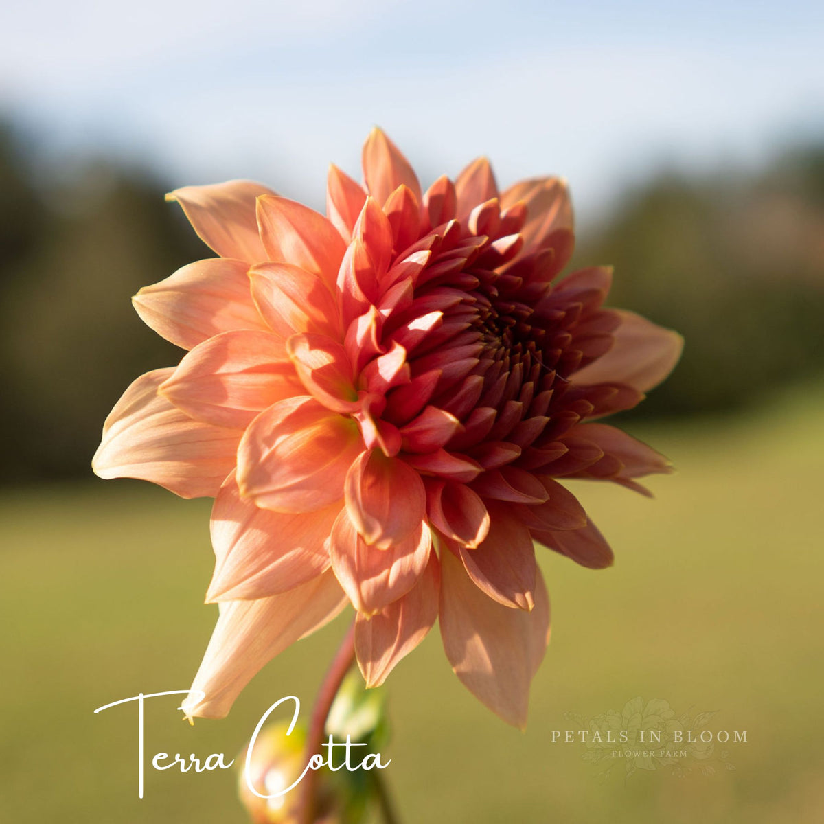 Terracotta Dahlia Tubers Petals In Bloom Flower Farm