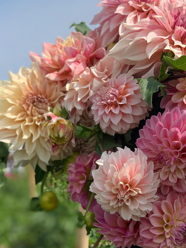 
                  
                    U-Pick dahlia bouquets and flower club in Upstate New York. Photo colorful mix of Cafe au Lait dahlias, Jowey Winnie dahlias, Coralie dahlias and peaches n' cream dahlias dahlia flowers from Petals in Bloom Flower Farm in 
                  
                