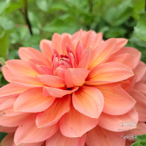 Top 10 Dahlias of 2022!