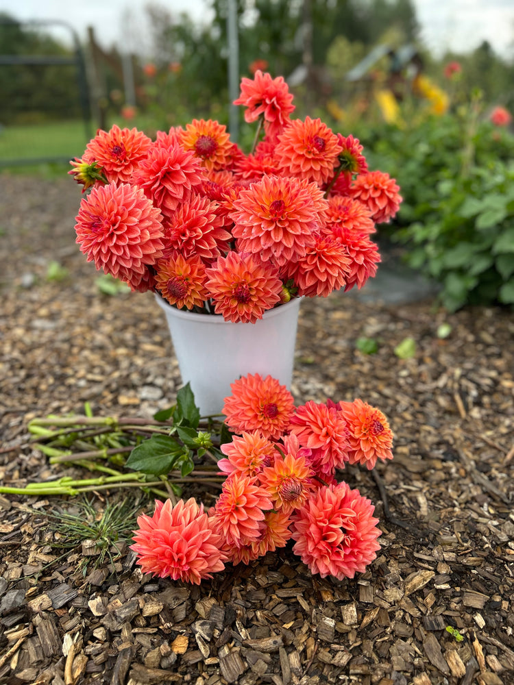 
                  
                    Katherine's Sunset Dahlia Tuber
                  
                
