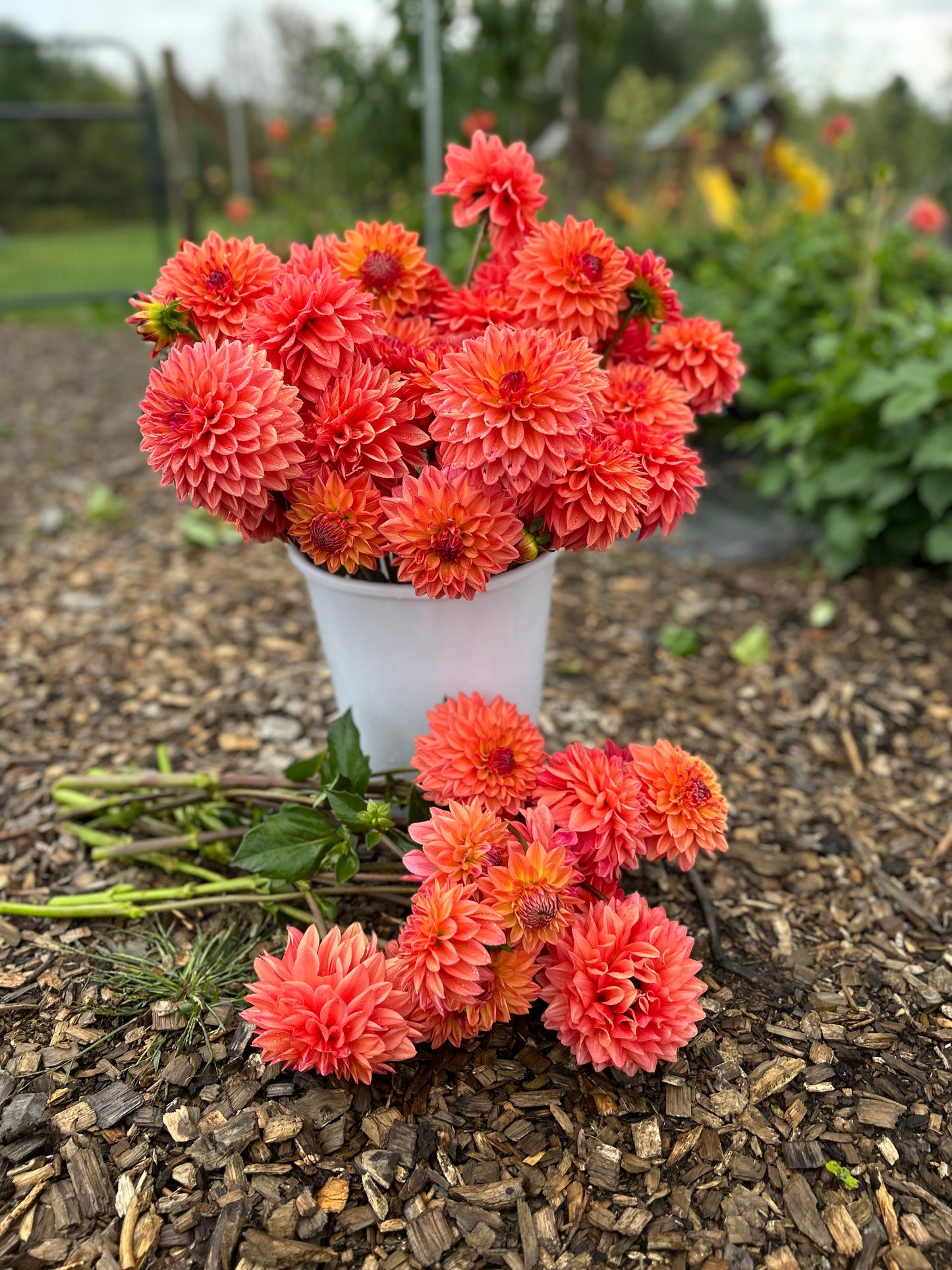 
                  
                    Katherine's Sunset Dahlia Tuber
                  
                