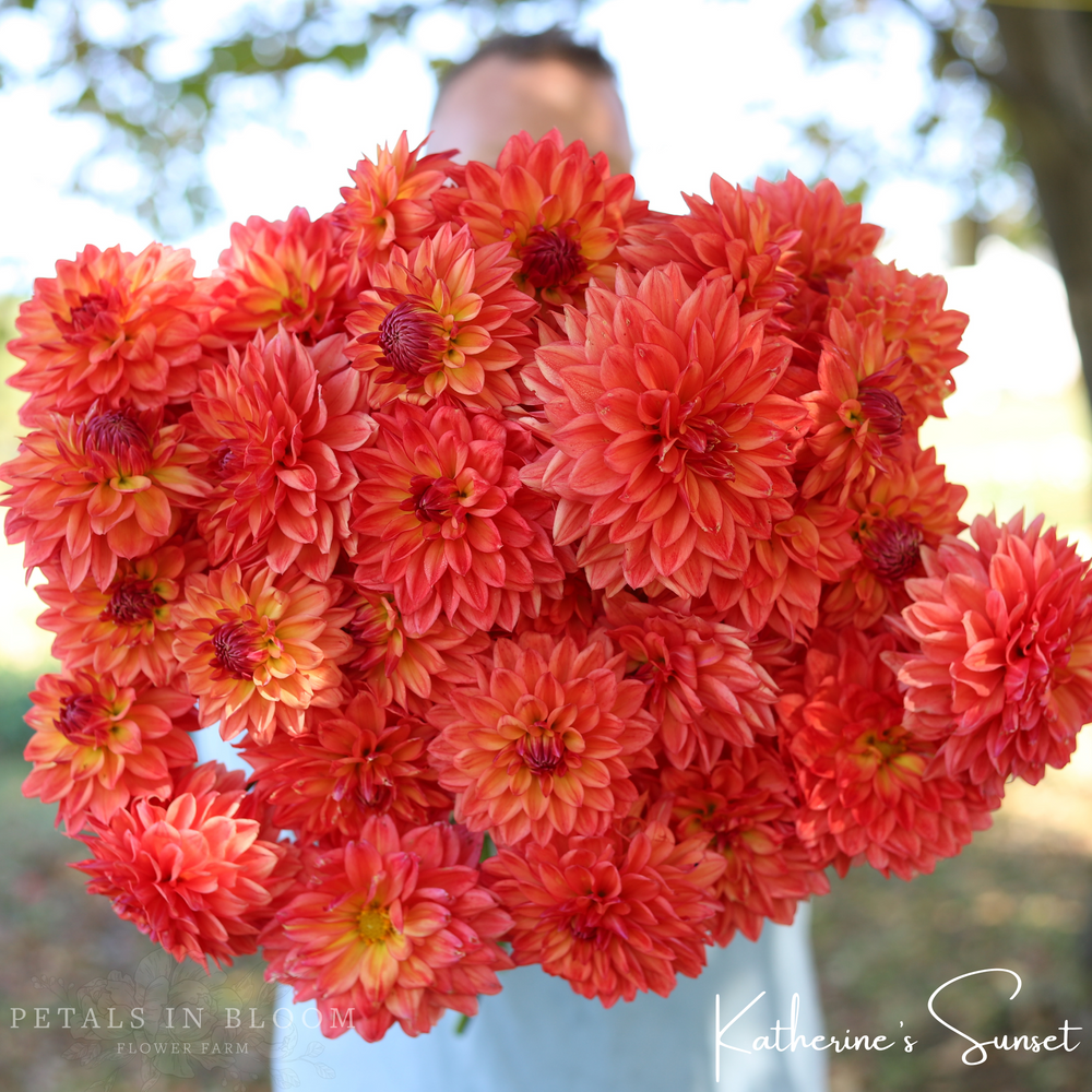 Katherine's Sunset Dahlia Tuber