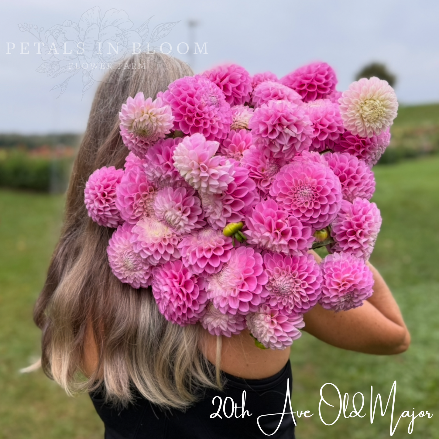 
                  
                    20th Ave Old Major - Dahlia Tuber
                  
                