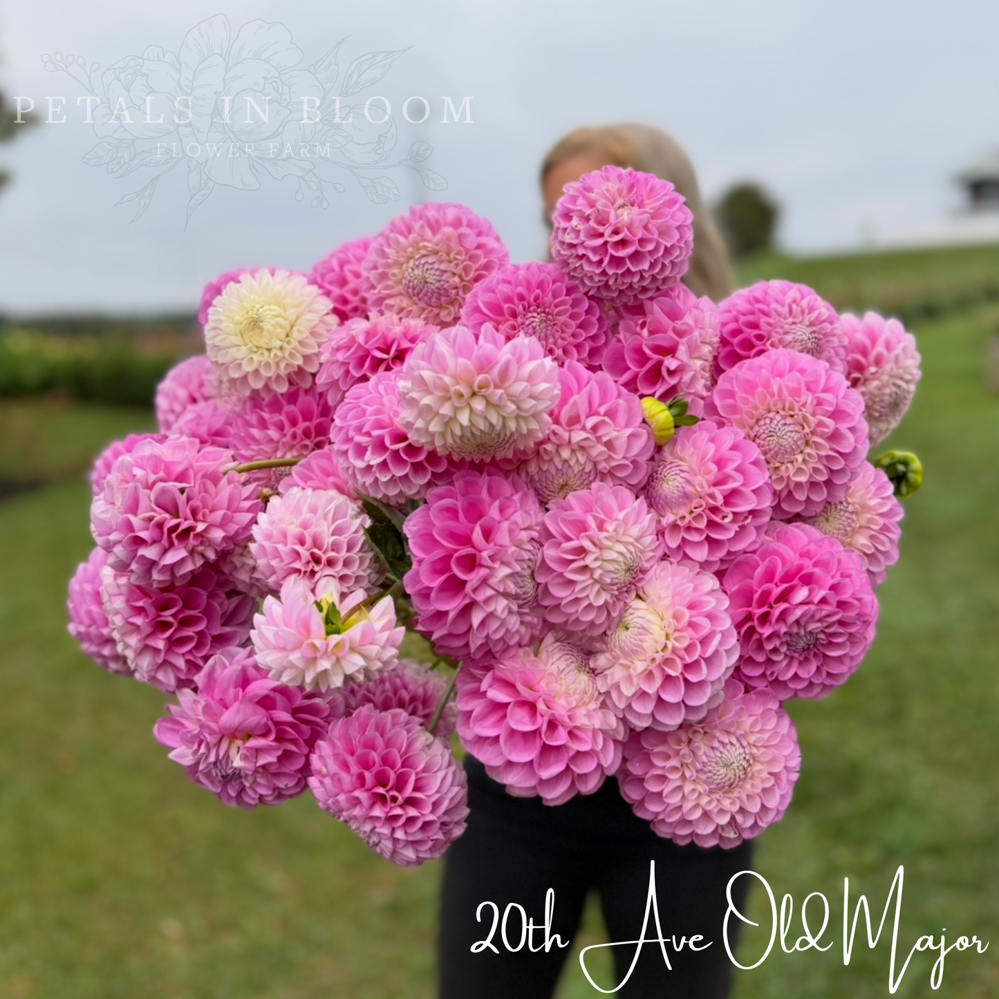 
                  
                    20th Ave Old Major - Dahlia Tuber
                  
                