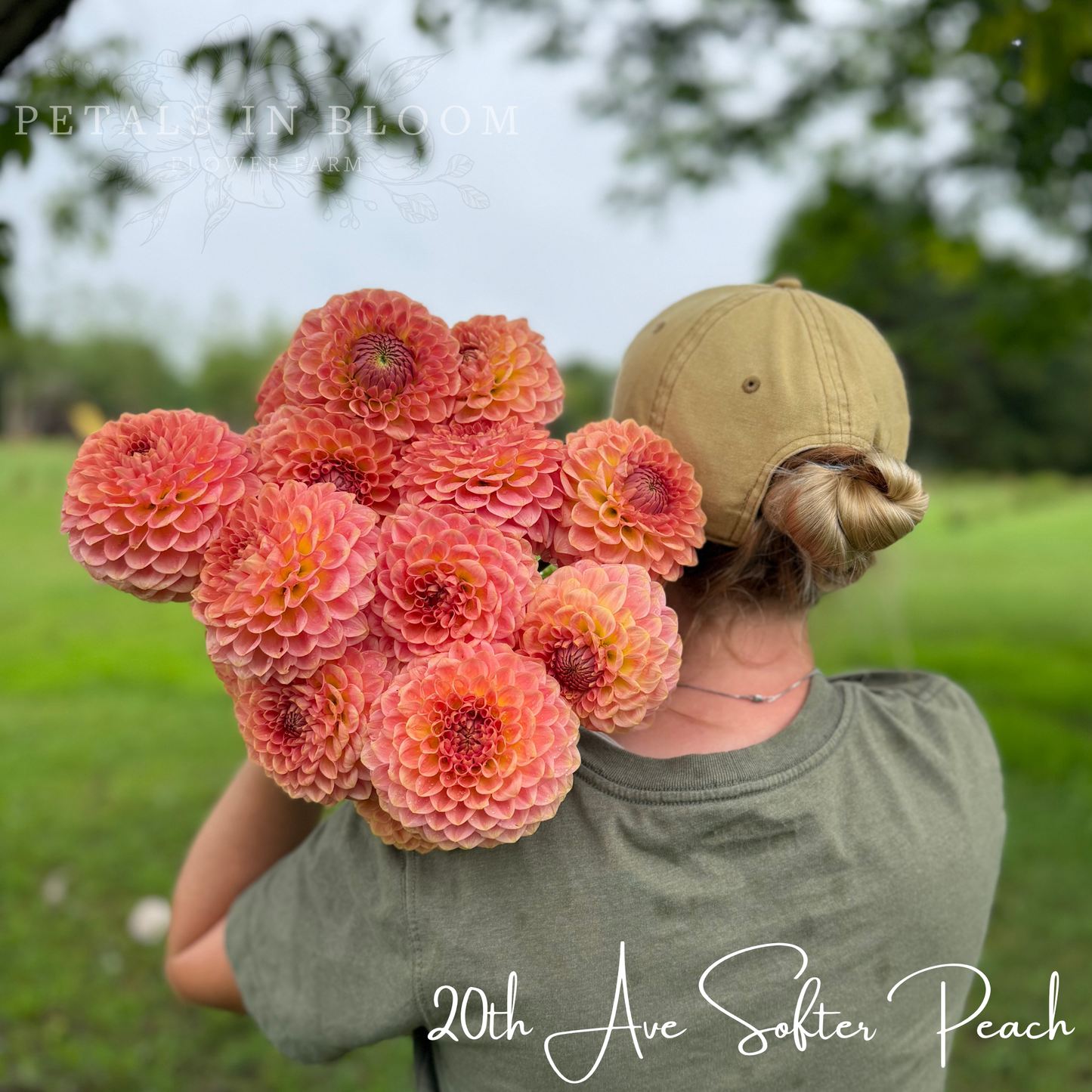 
                  
                    20th Ave Softer Peach Dahlia Tuber
                  
                