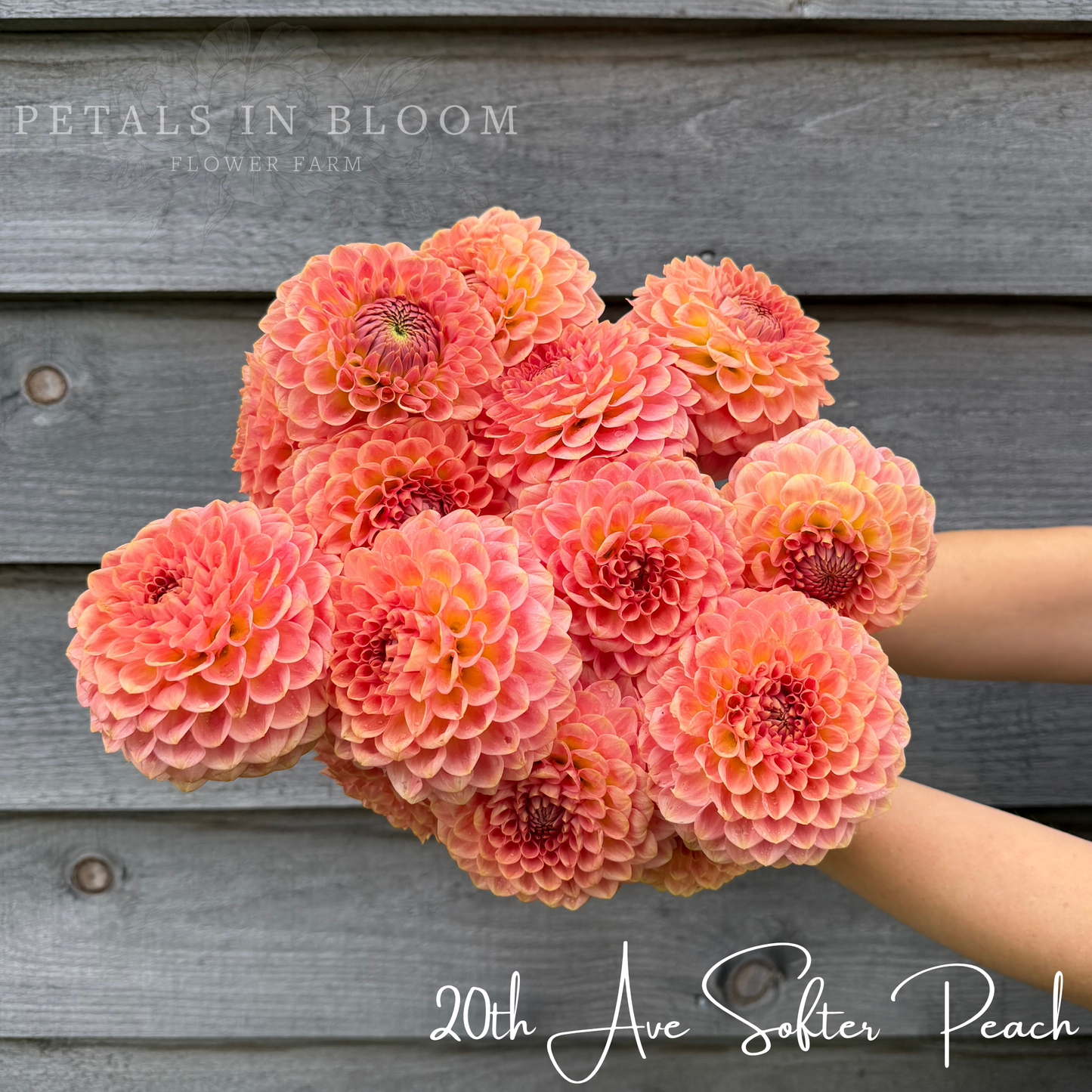 
                  
                    20th Ave Softer Peach Dahlia Tuber
                  
                