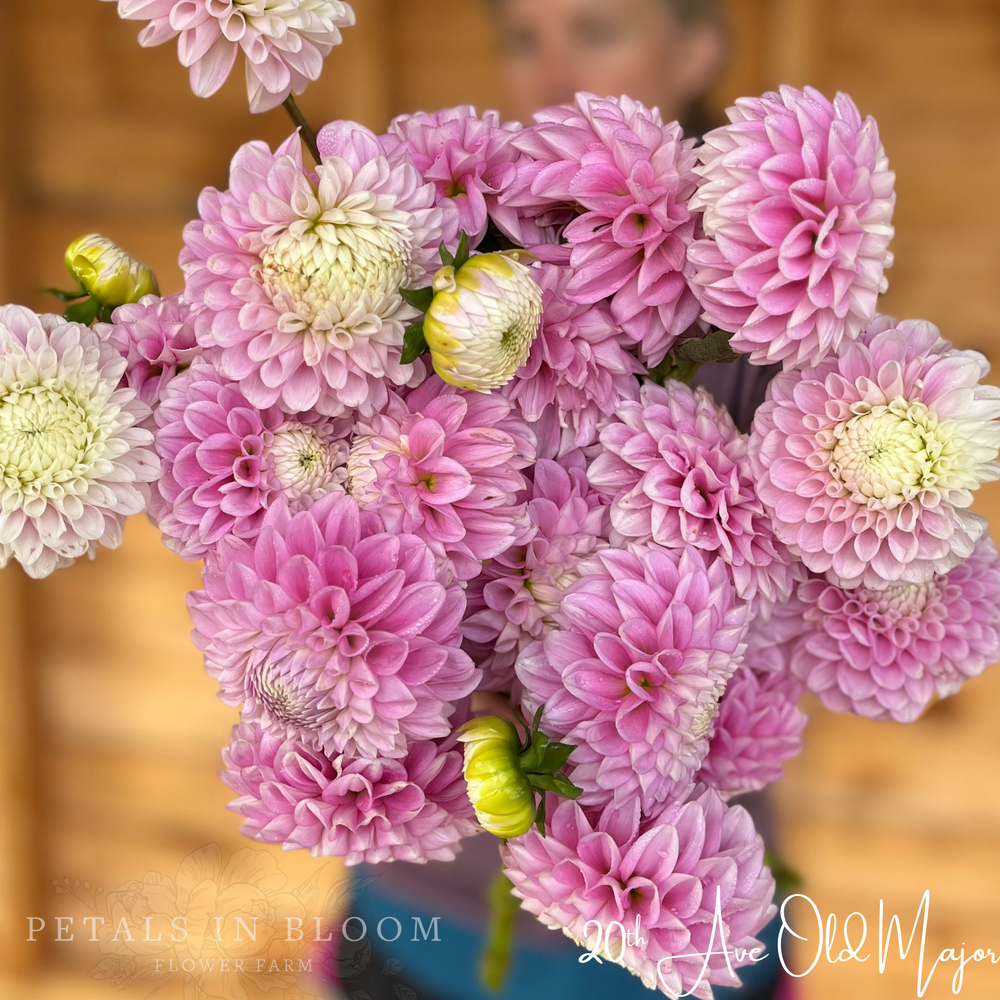 20th Ave Old Major - Dahlia Tuber – Petals In Bloom Flower Farm