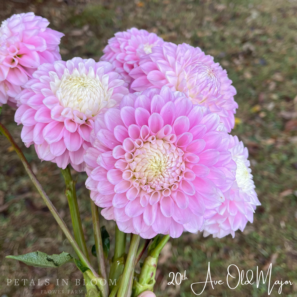 20th Ave Old Major - Dahlia Tuber