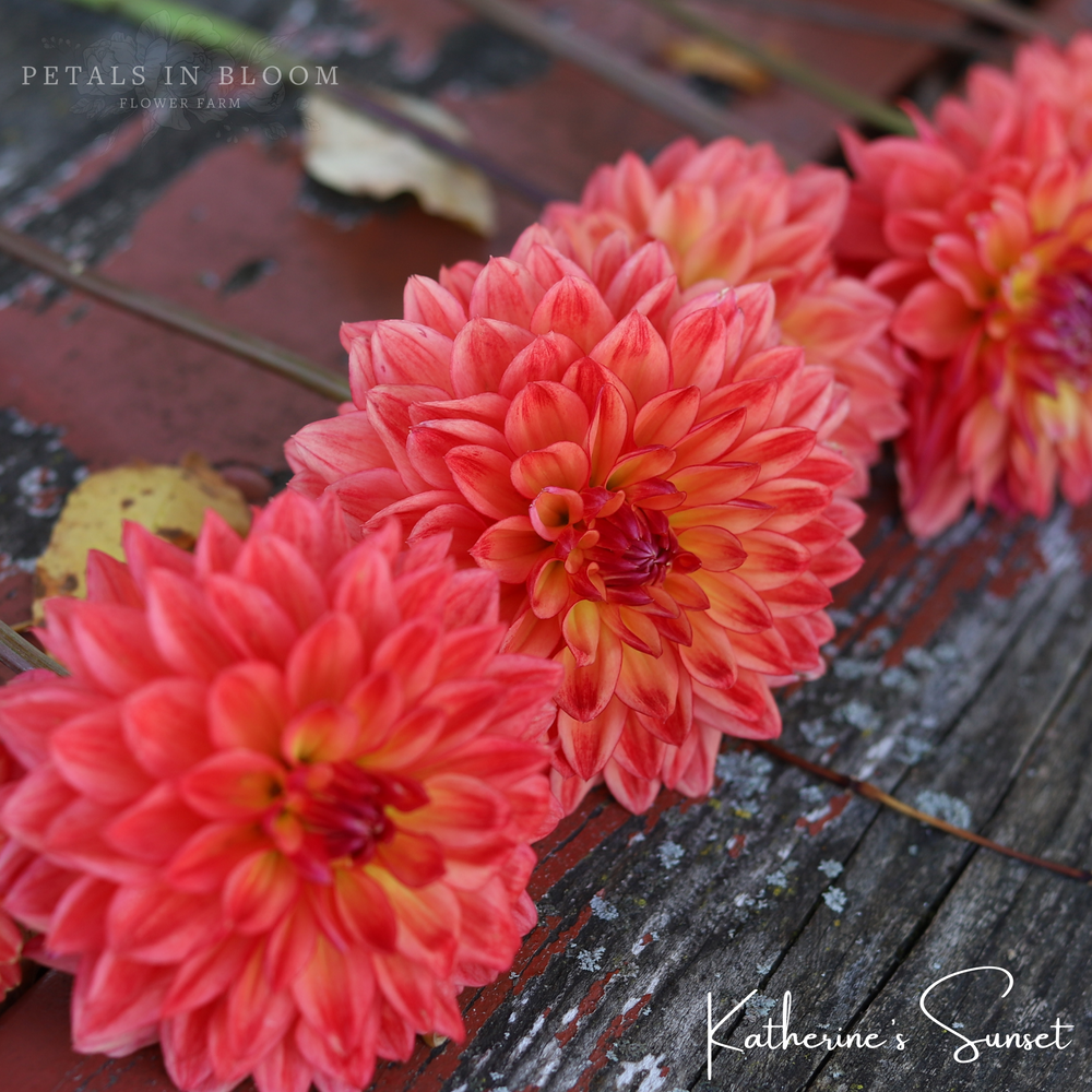 
                  
                    Katherine's Sunset Dahlia Tuber
                  
                