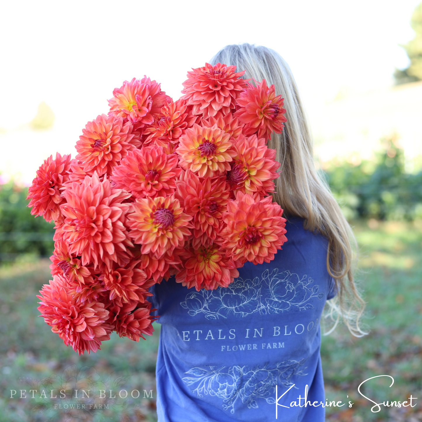 
                  
                    Katherine's Sunset Dahlia Tuber
                  
                