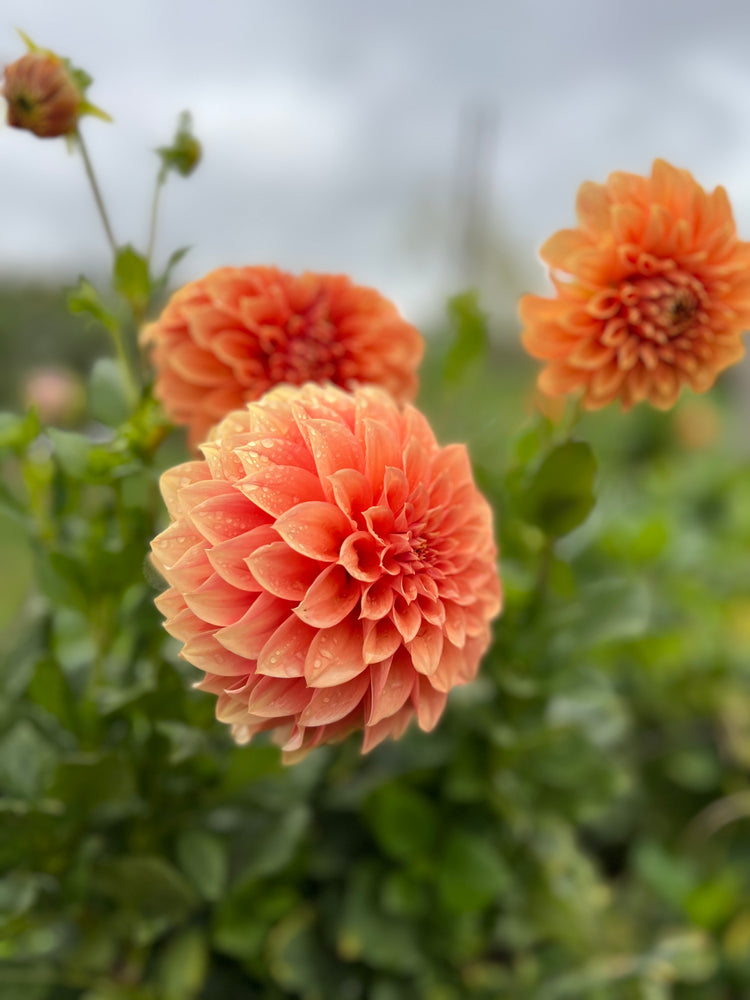 
                  
                    Bracken Palomino Dahlia Tubers
                  
                