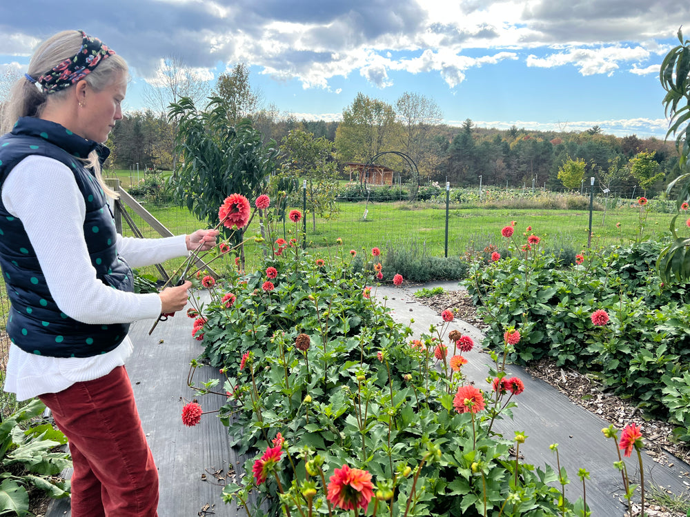 
                  
                    Katherine's Sunset Dahlia Tuber
                  
                