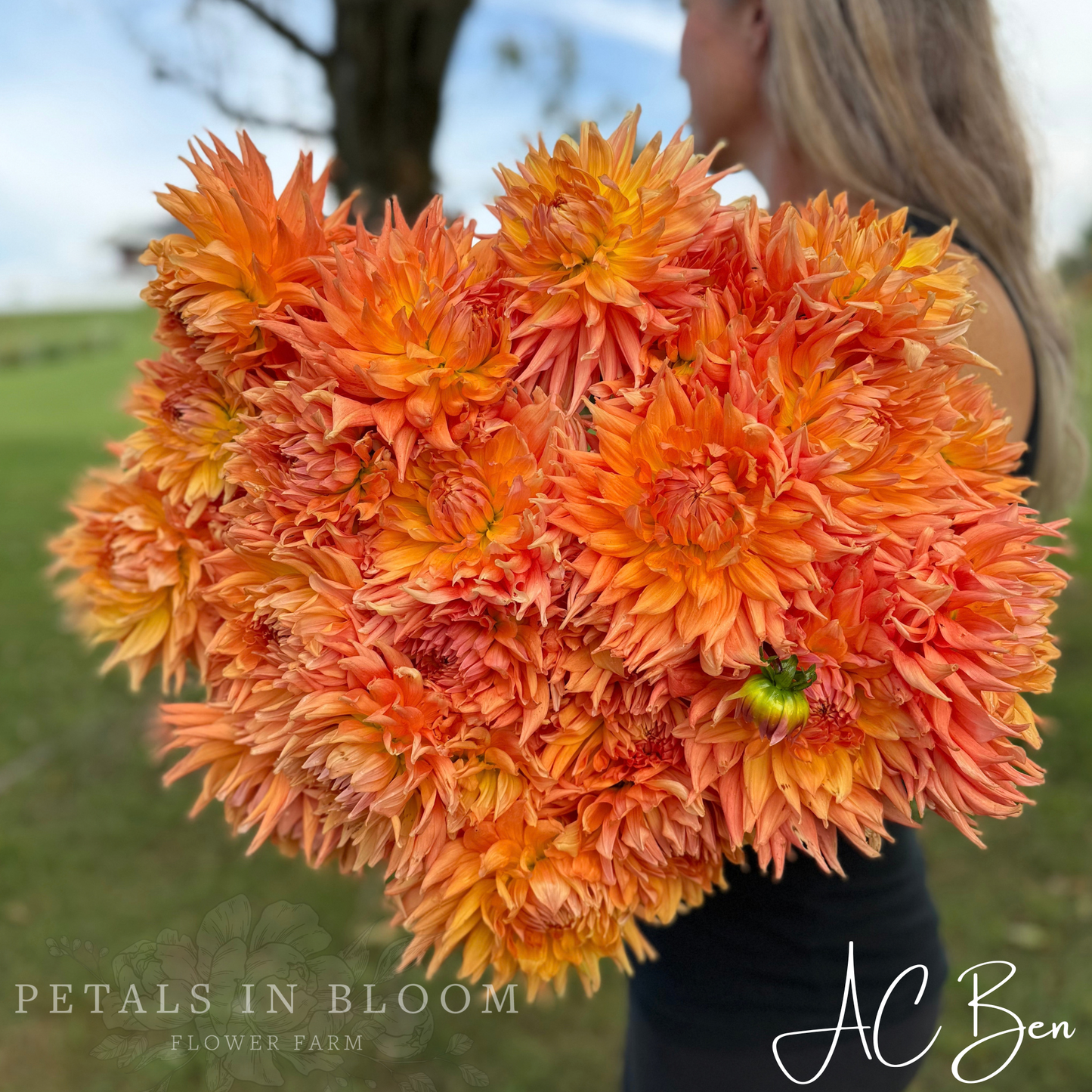 
                  
                    AC Ben Dahlia Tubers
                  
                