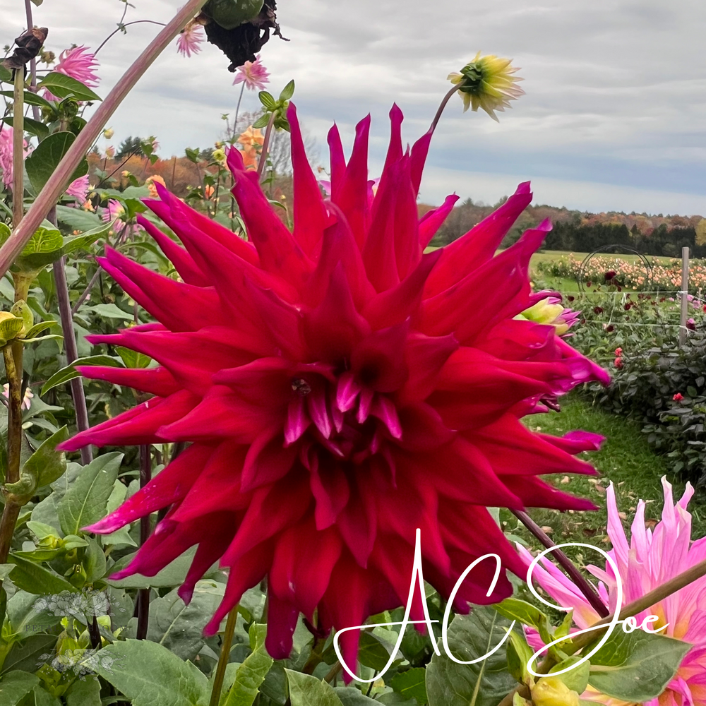 AC Joe Dahlia Tuber – Petals In Bloom Flower Farm