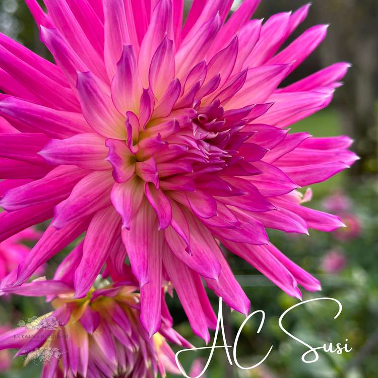 Dahlia Tubers Petals In Bloom Flower Farm