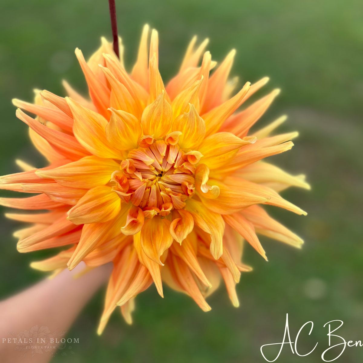 AC Ben Dahlia Tubers – Petals In Bloom Flower Farm