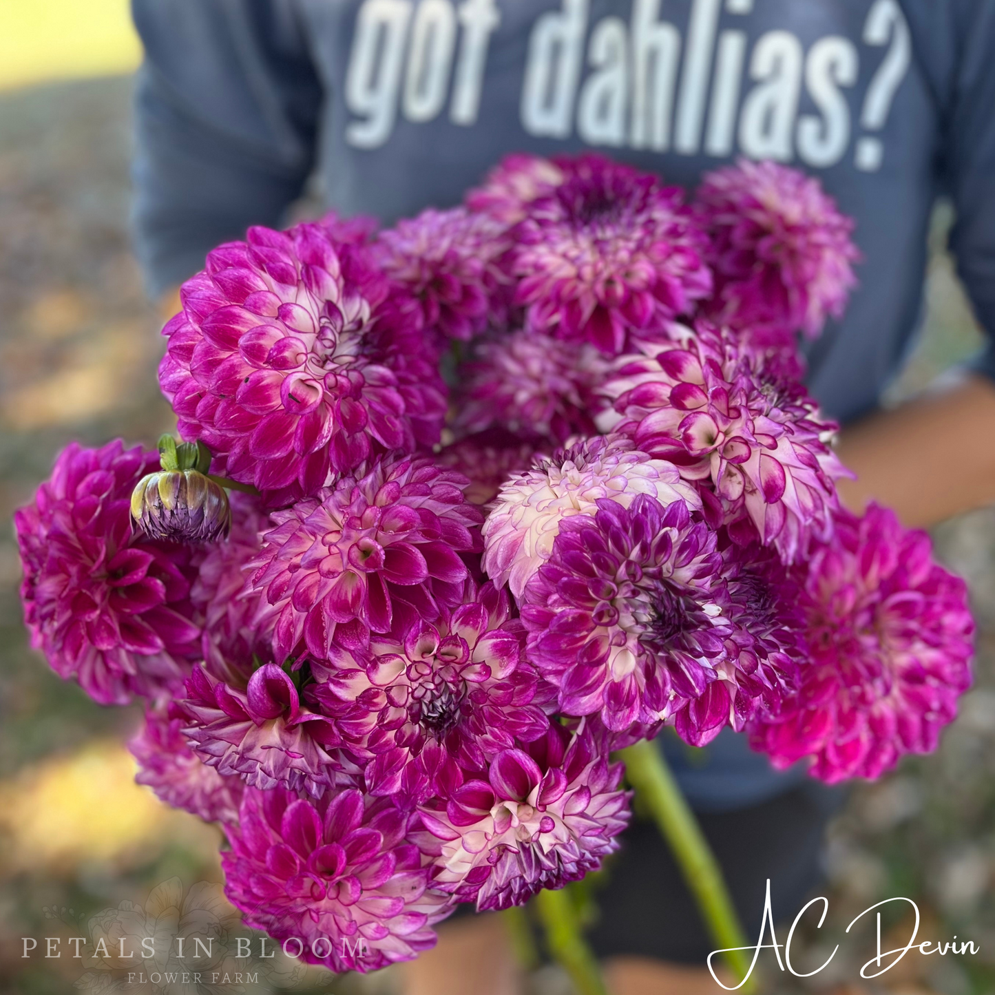 
                  
                    AC Devin Dahlia Tubers
                  
                