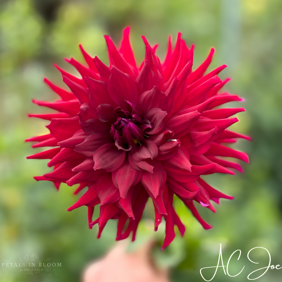 AC Joe Dahlia Tuber – Petals In Bloom Flower Farm