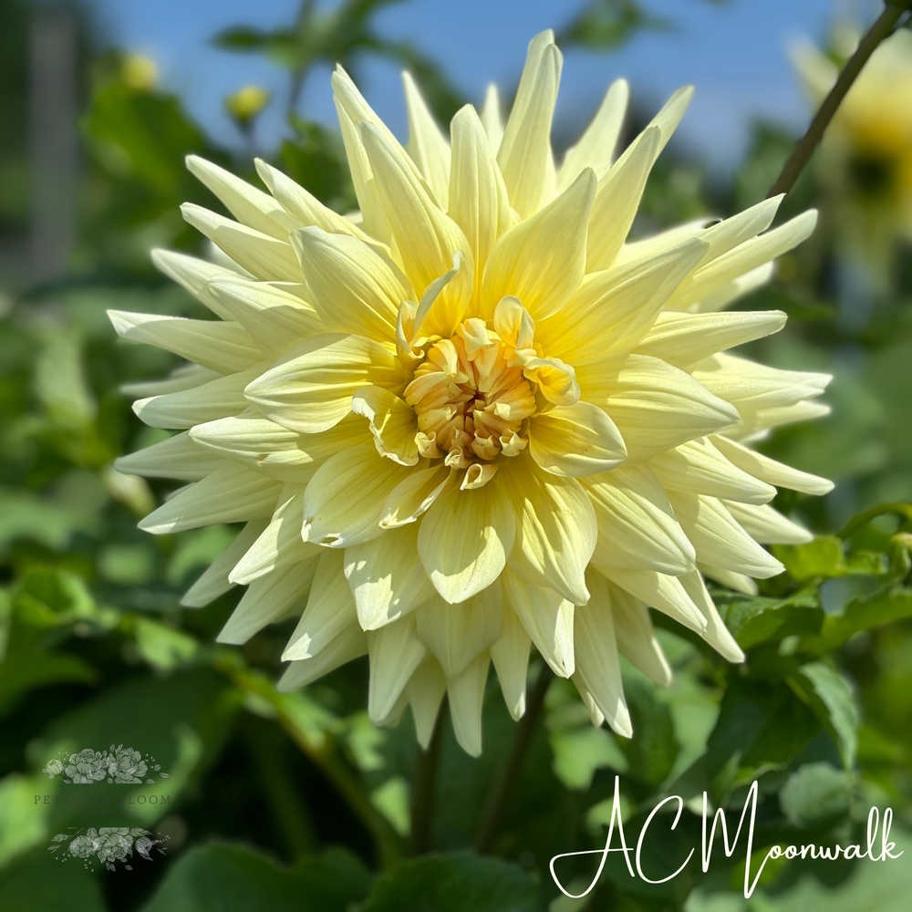 AC Moonwalk Dahlia Tubers