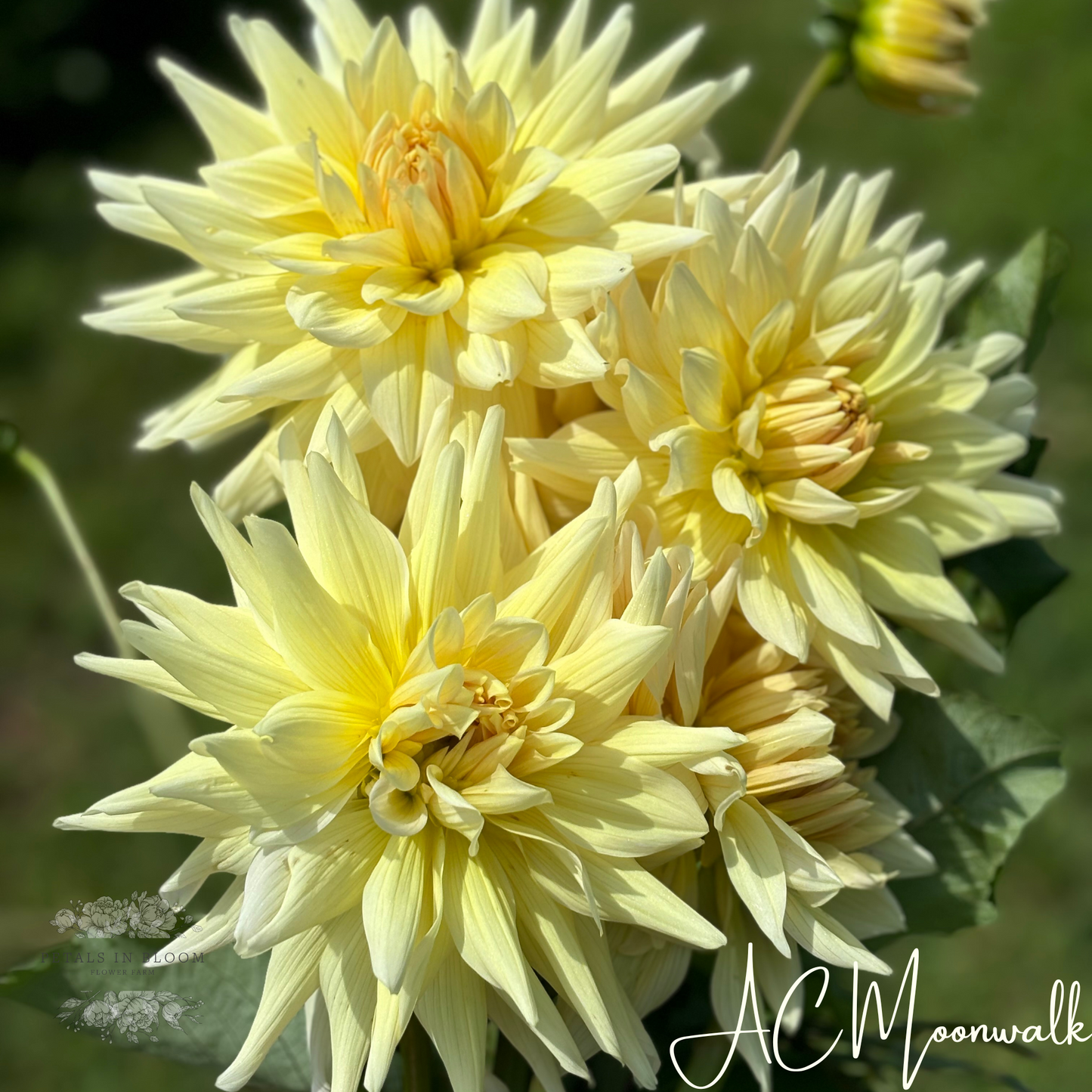 
                  
                    AC Moonwalk Dahlia Tubers
                  
                