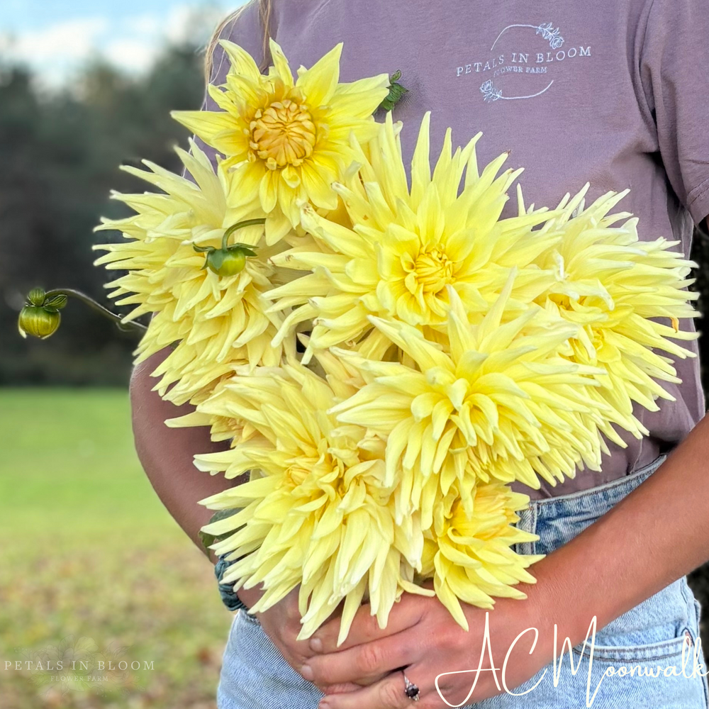 
                  
                    AC Moonwalk Dahlia Tubers
                  
                