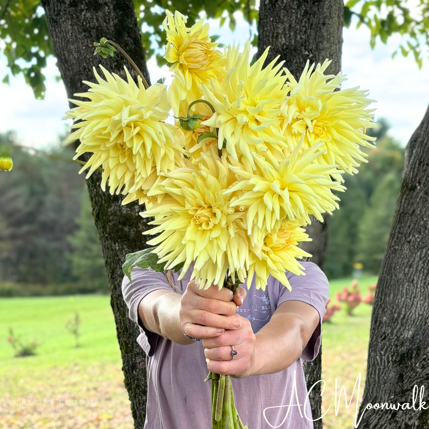 
                  
                    AC Moonwalk Dahlia Tubers
                  
                